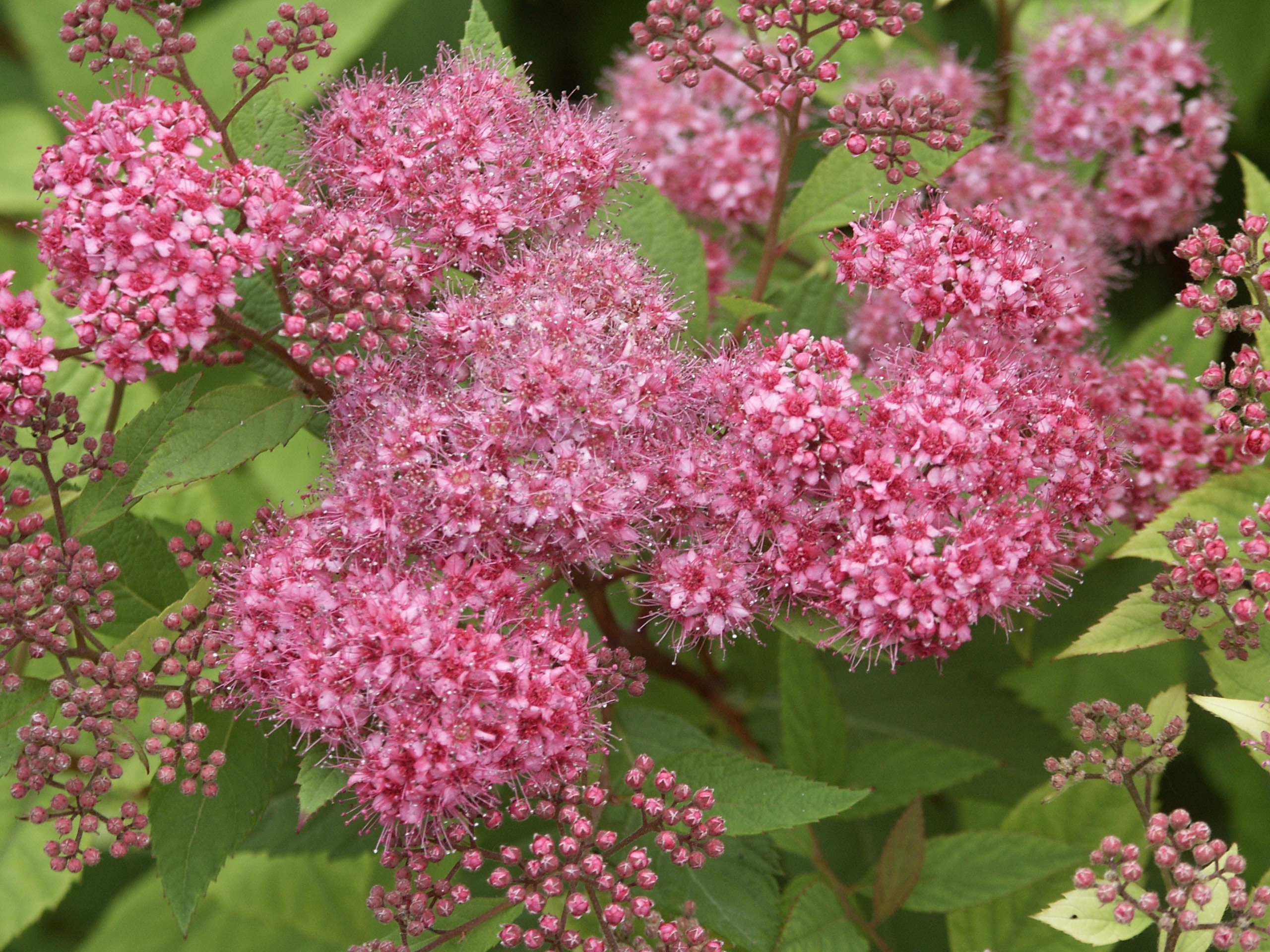 SPIRAEA japonica ´Darts Red´ (= bumalda ´Darts Red´)