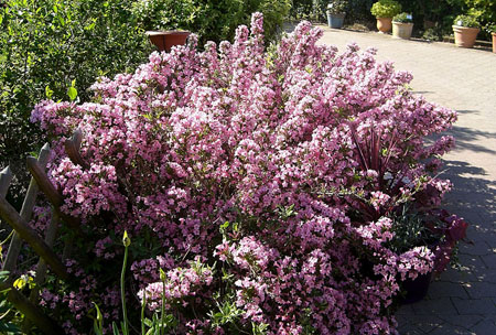 weigela_pink_poppet_france1