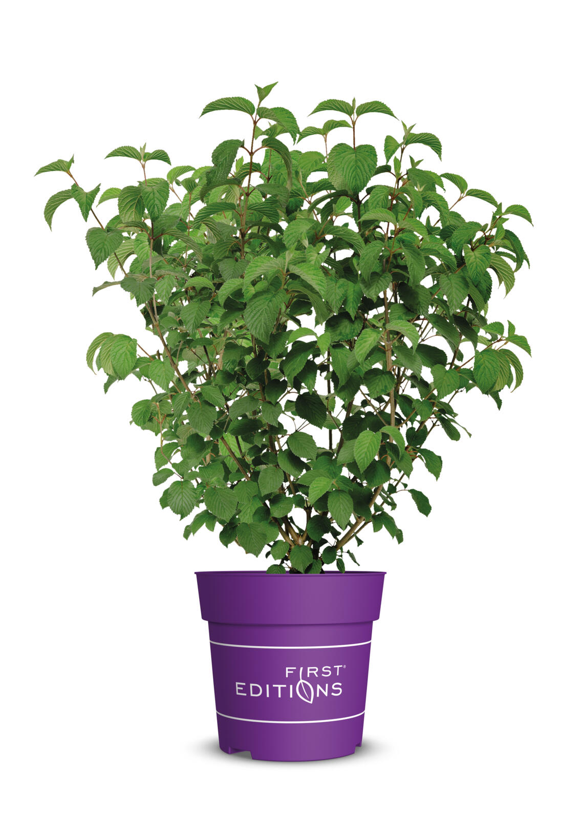 Opening_day_Doublefile_viburnum_b_preview