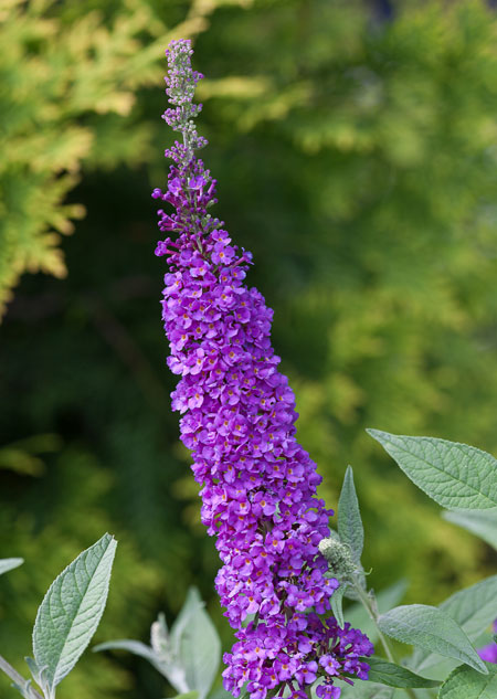 miss_violet_buddleia-2