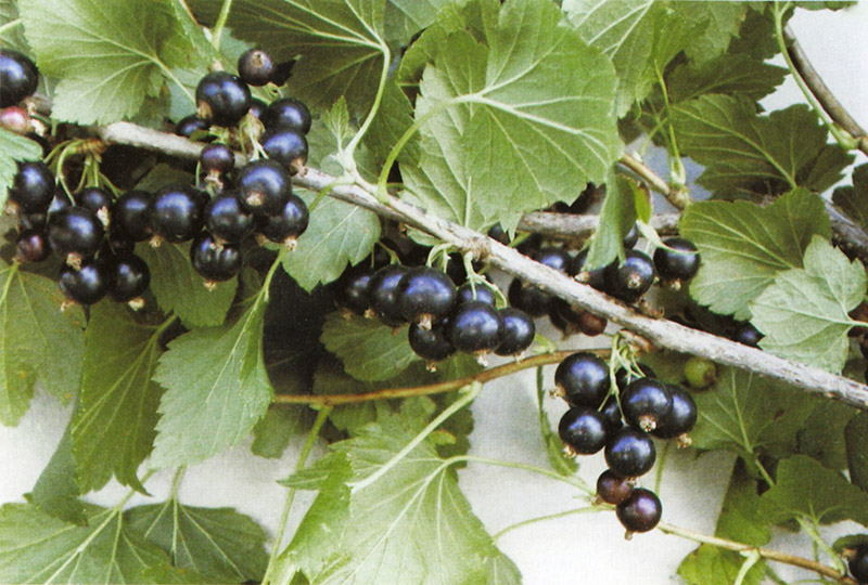 ribes-nigrum-ben-tirran53b1346a359e8