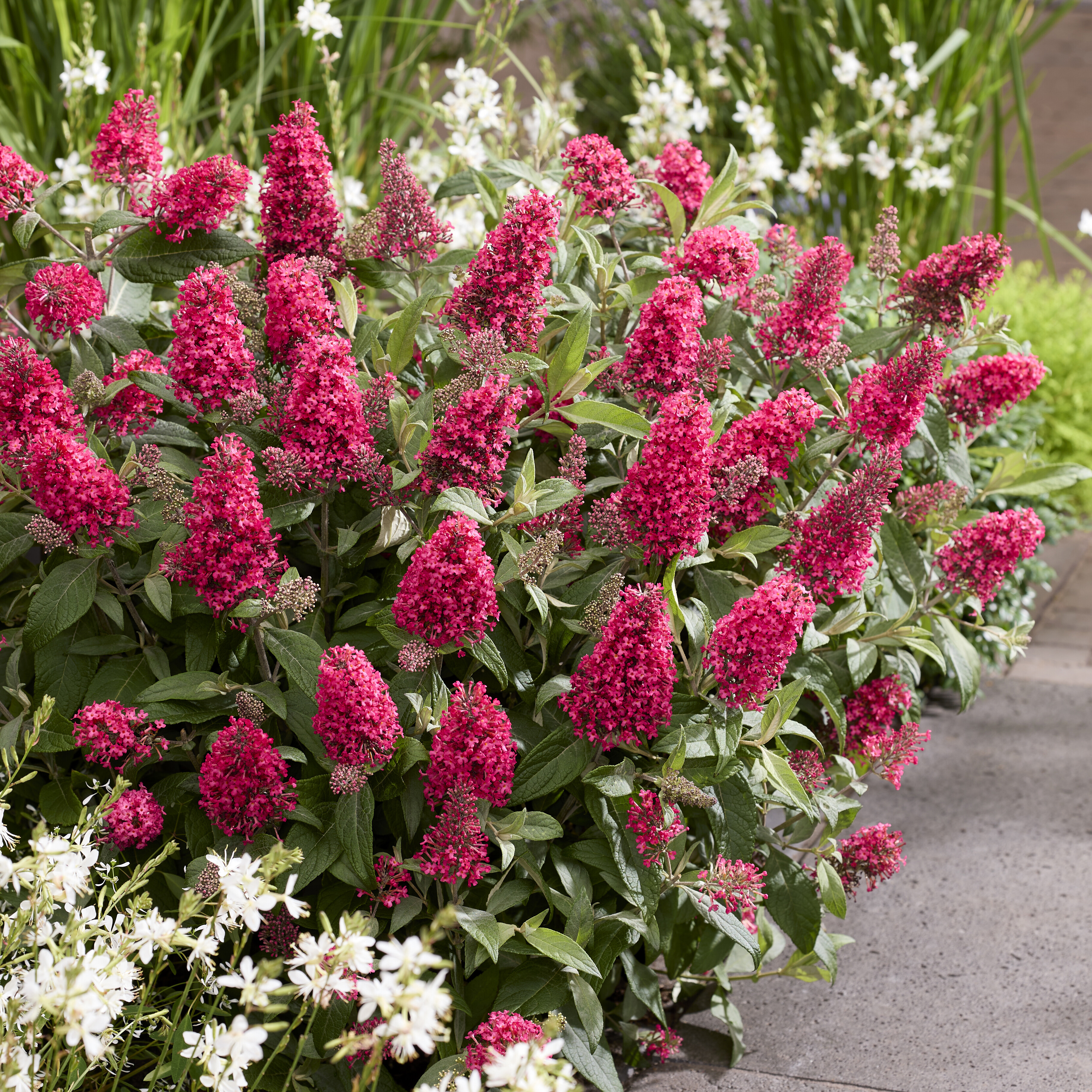 Buddleja davidii ´Butterfly Candy® Little Bubblegum´(´BOTEX014´)Ⓢ