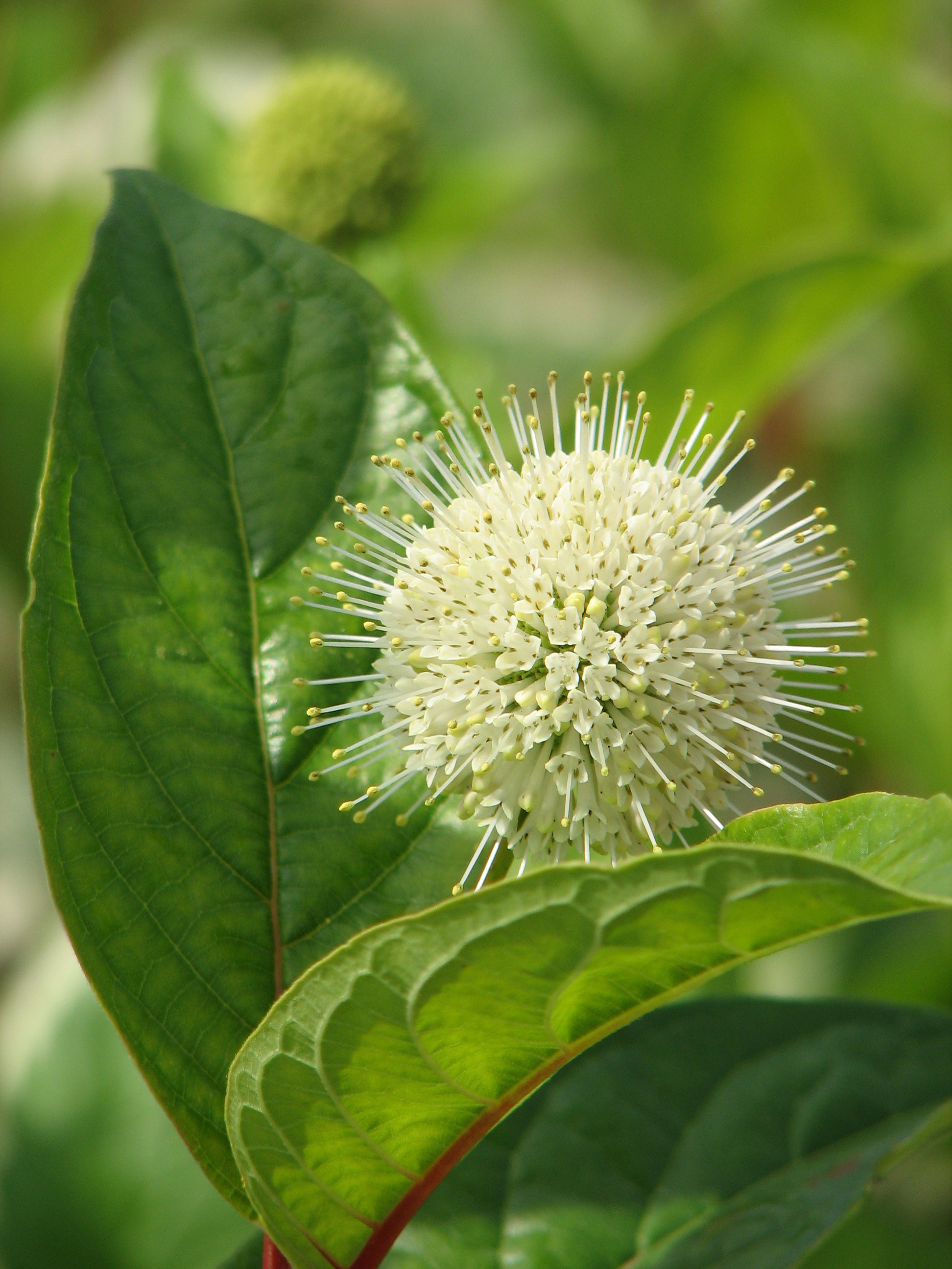 CEPHALANTHUS occidentalis ´Fiber Optics´ (´Bailoptics´) FE®