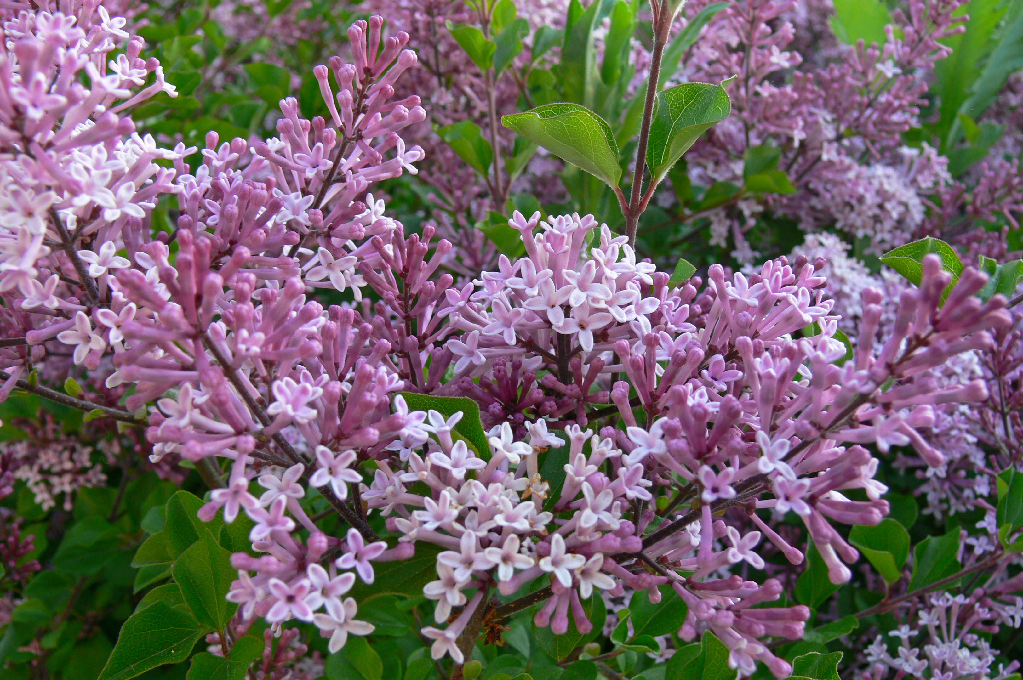 SYRINGA meyeri ´Palibin´ (= palibiniana Hort. non Nakai, microphylla ´Minor´, velutina Hort.)