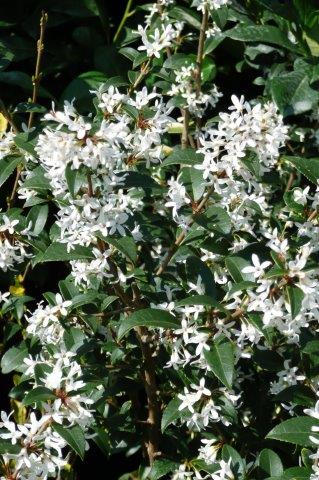 Osmanthus-burkwoodii_5