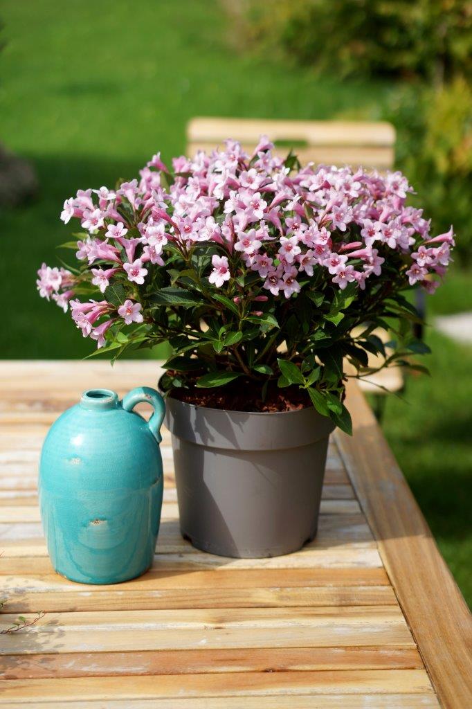 weigela-pink-poppet-05