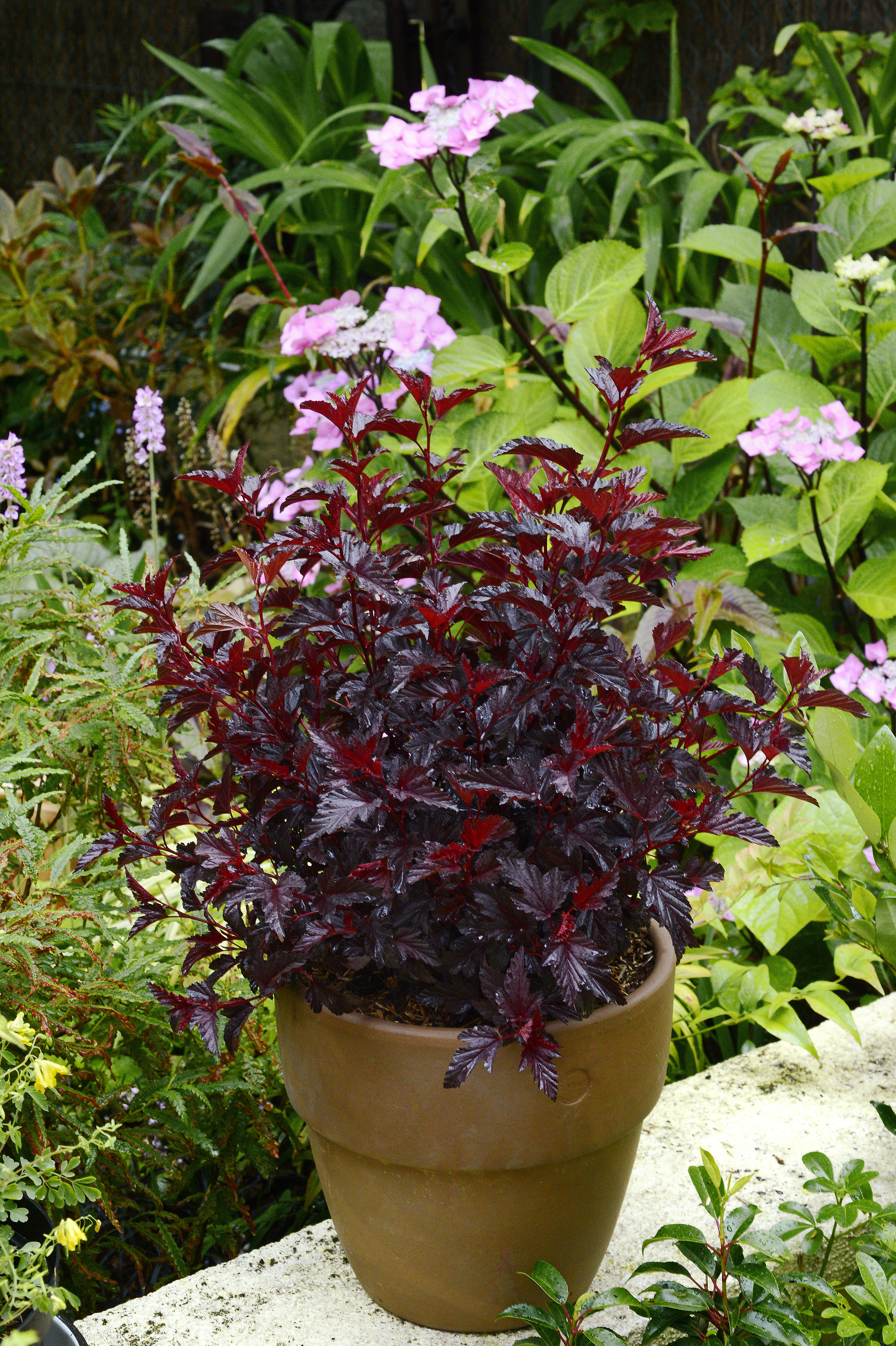 PHYSOCARPUS opulifolius ´ALL BLACK´® (´Minall2´)Ⓢ