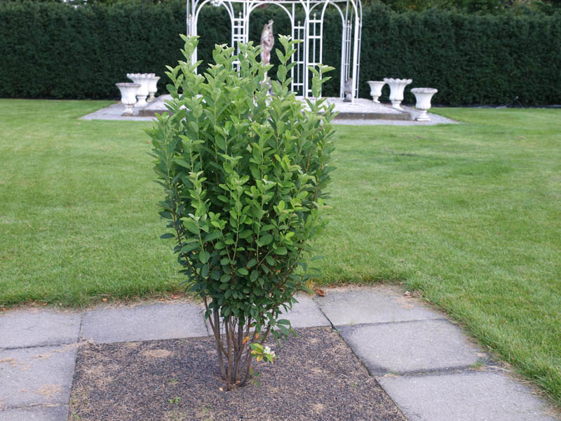 amelanchier-canadensis-rainbow-pillar-19