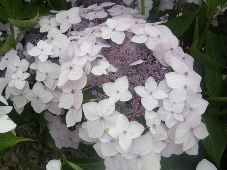 HYDRANGEA-x-CLOUDi-11