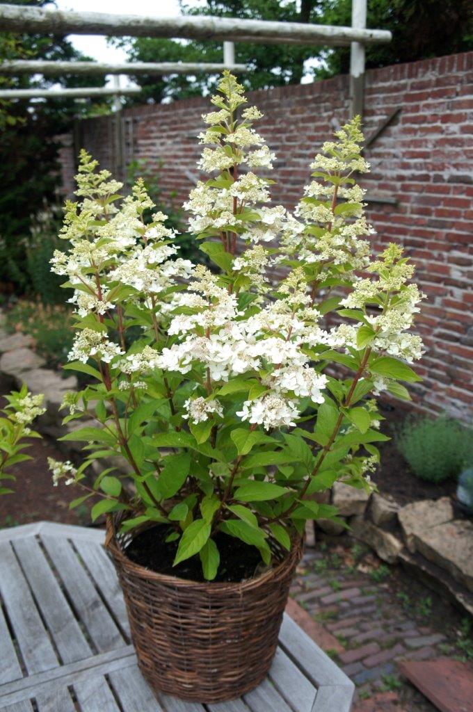 Hydrangea-paniculata-Confetti-4