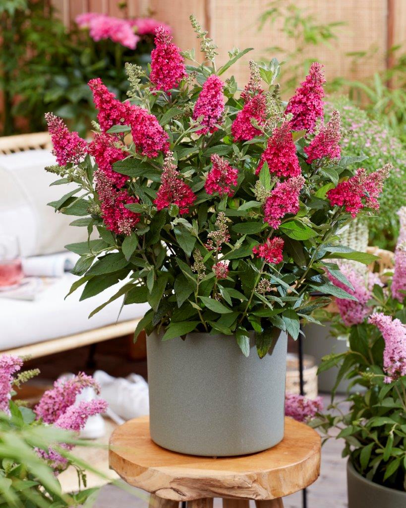 Buddleja-Butterfly-Candy-Little-Ruby_visi198549