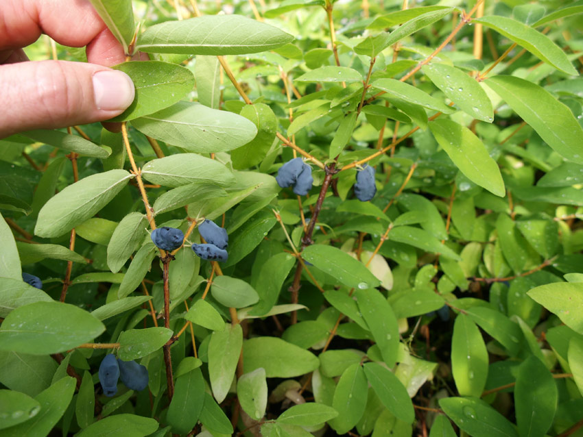 lonicera-kamtschatika-balalaika-stimul-2