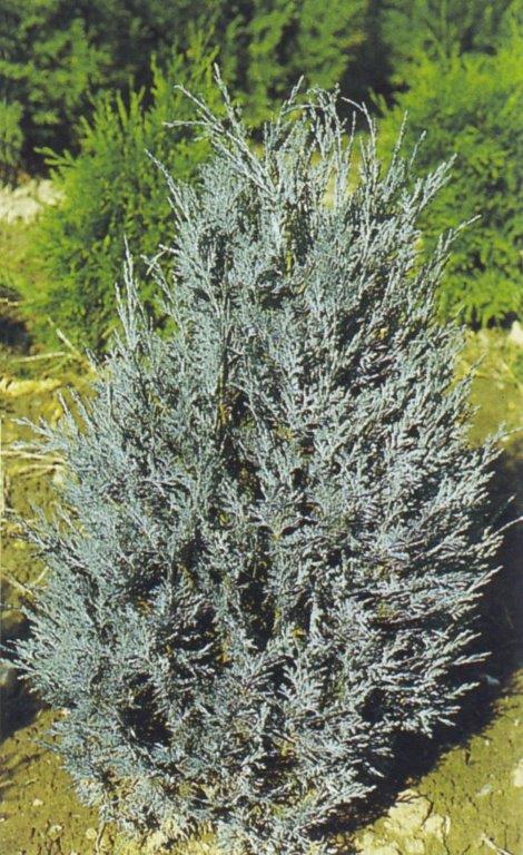 CHAMAECYPARIS lawsoniana ´Van Pelts Blue´