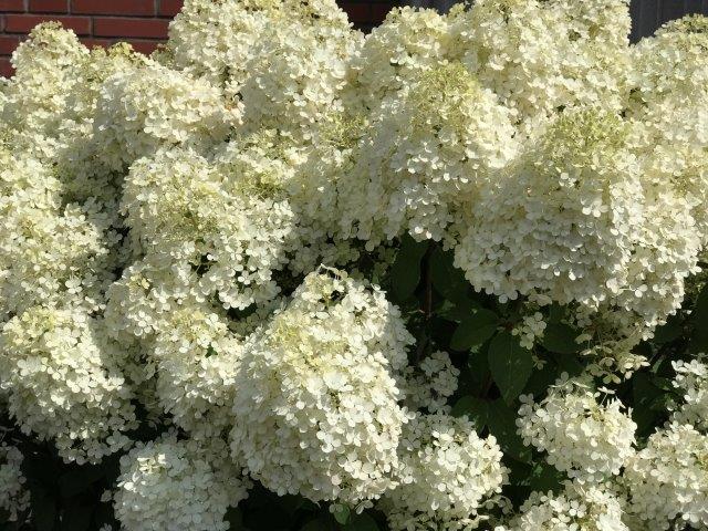 HYDRANGEA-paniculata-Bobo-34
