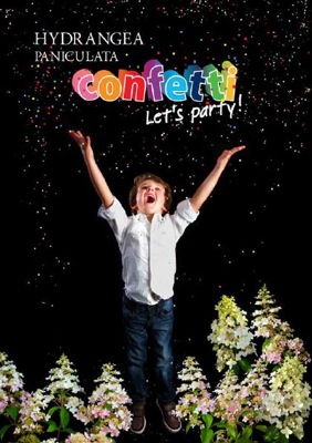 Hydrangea-paniculata-Confetti-35beea0834908a