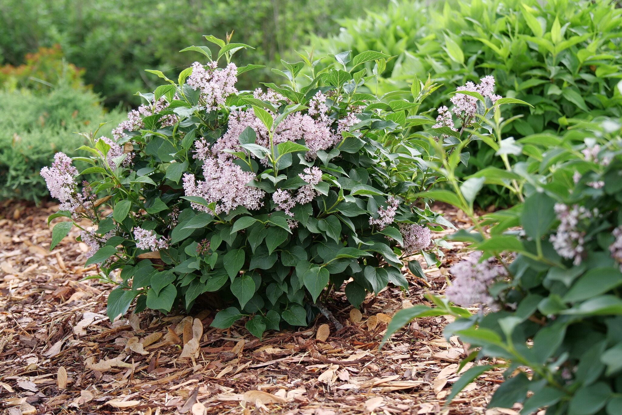 SYRINGA ´Baby Kim´® (´SMNSDTP´)Ⓢ 