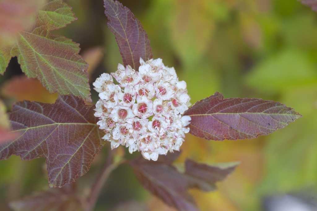 PHYSOCARPUS-opulifolius-Amber-Jubilee-63