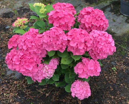Hydrangea-Rubis-Seduction