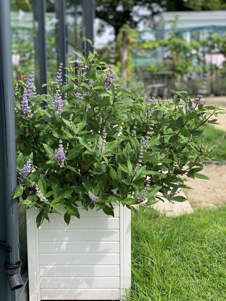 Vitex-Magical-Summertime-Blues-1