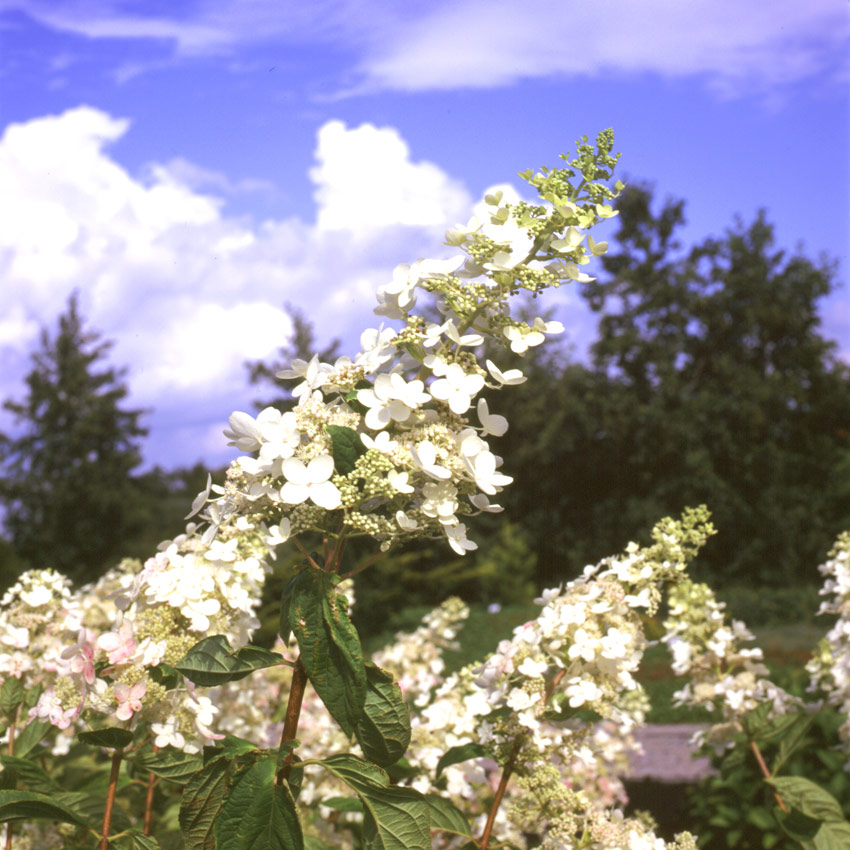 hydrangea-paniculata-kyushu-3