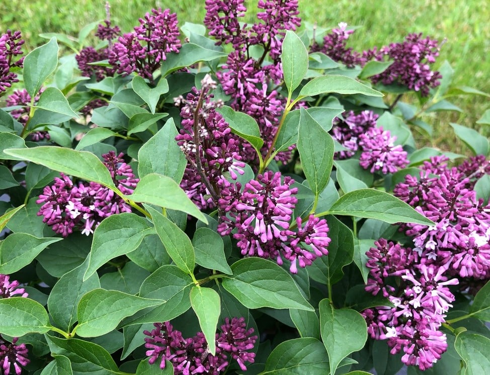 SYRINGA ´Baby Kim´® (´SMNSDTP´)Ⓢ  SYRINGA ´Baby Kim´® (´SMNSDTP´)Ⓢ