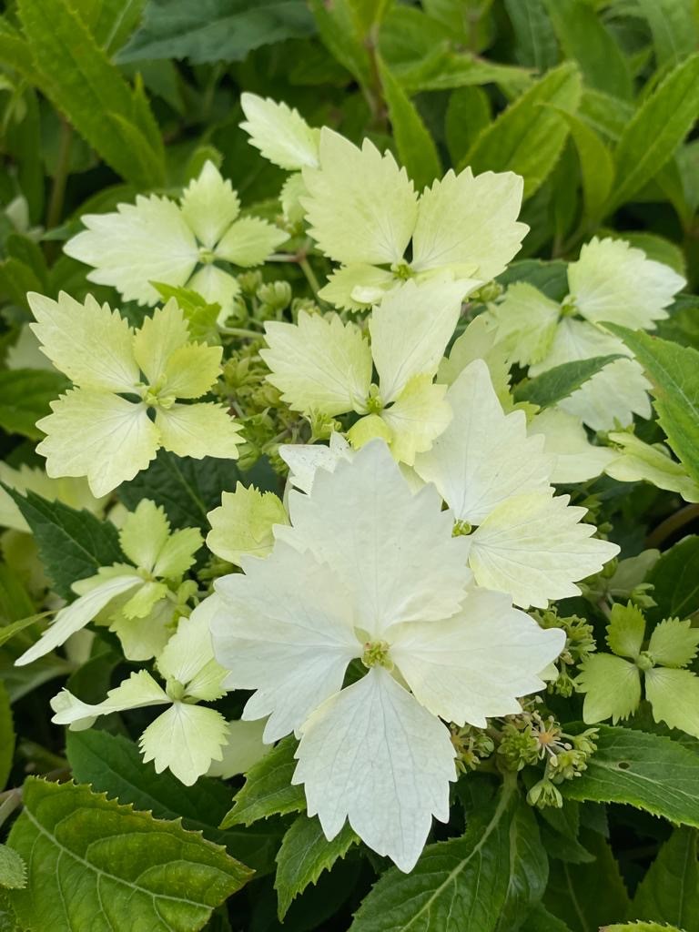 HYDRANGEA macrophylla ´Bridal Bouquet´ (´HD18/1´)Ⓢ