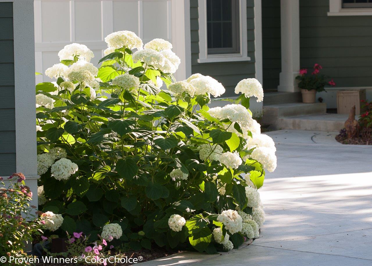 incrediball_hydrangea