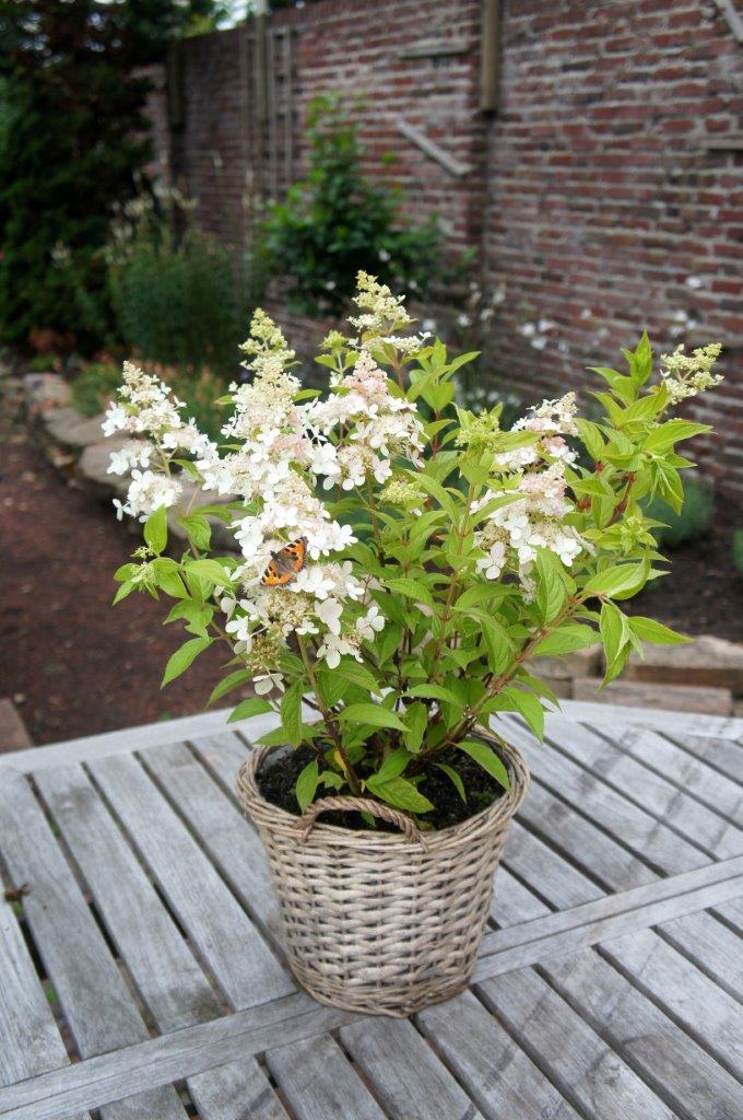 Hydrangea-pan-Confetti-Peter-Vlasveld-07-butterfly