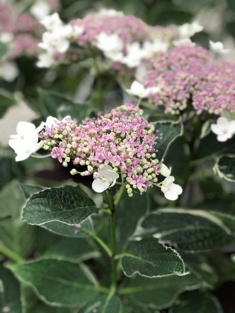 HYDRANGEA-macrophylla-Light-O-Day-15daea11201321
