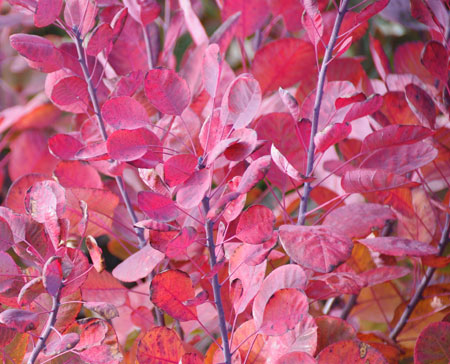 cotinus-coggygria-lilla-17