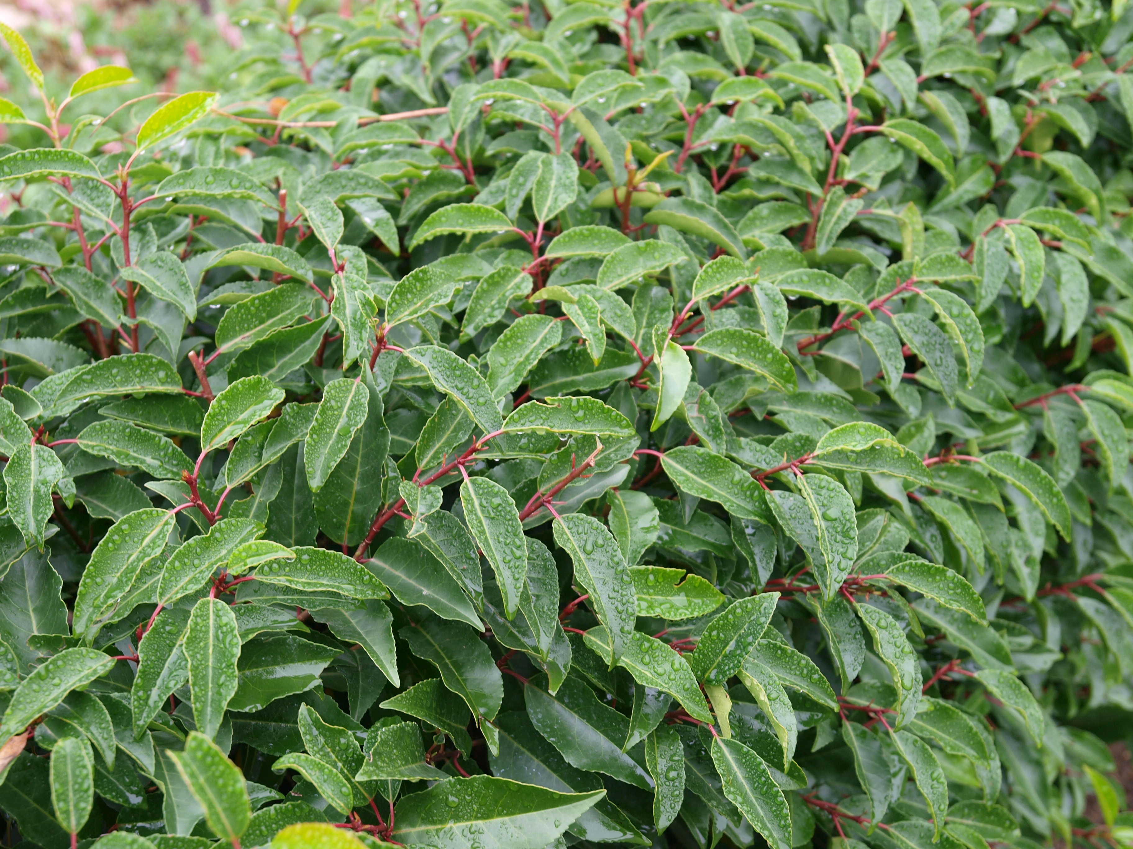PRUNUS lusitanica ´Angustifolia´