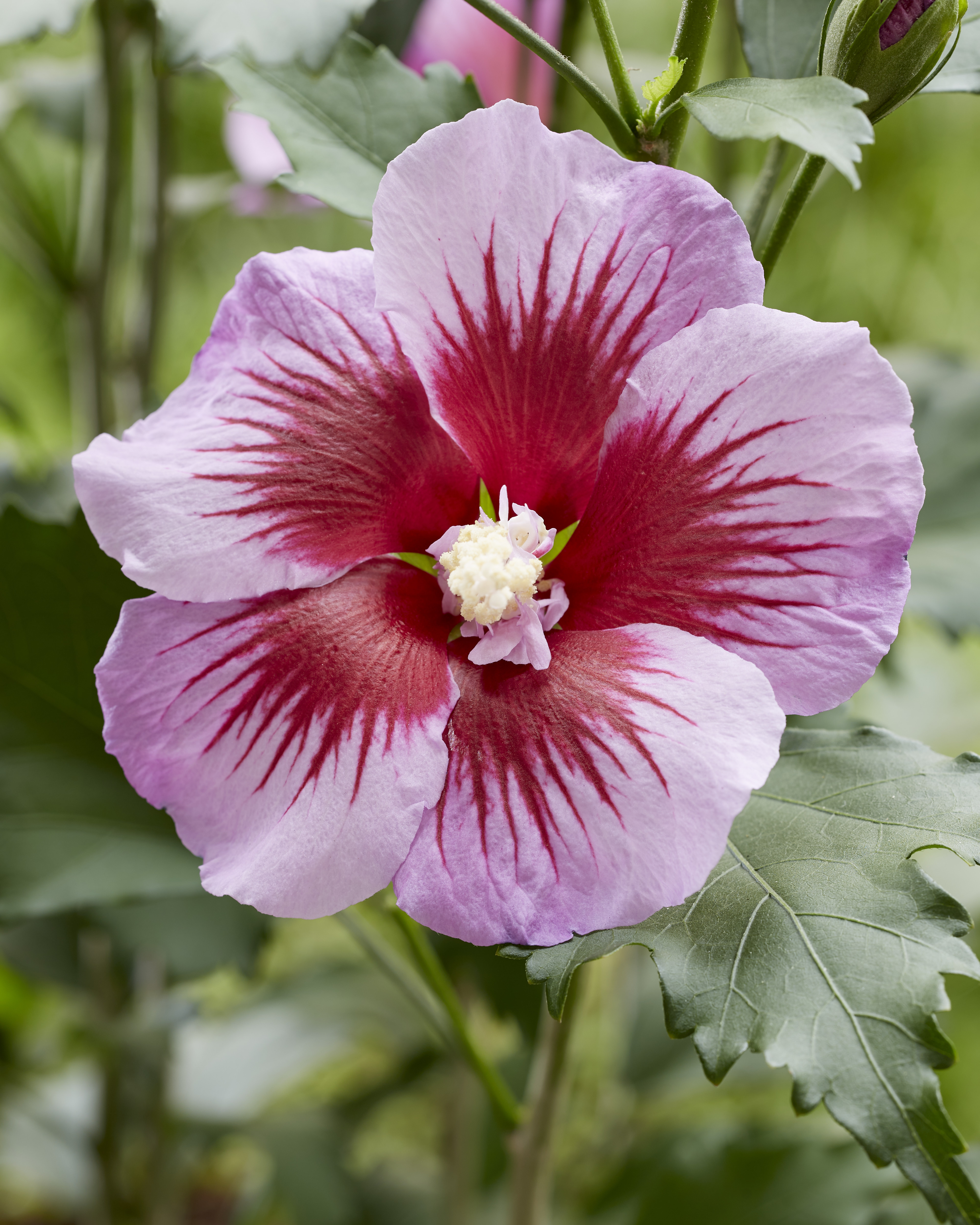 HIBISCUS syriacus ´Flower Tower Purple´ (´Gandini Santiago´)Ⓢ