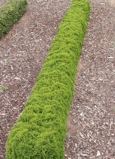thuja-occidentalis-mecki-48