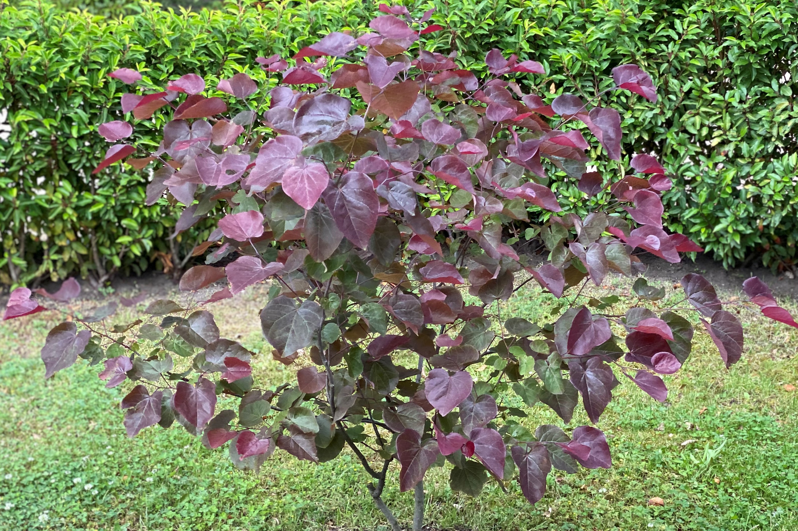CERCIS-canadensis-Merlot-51