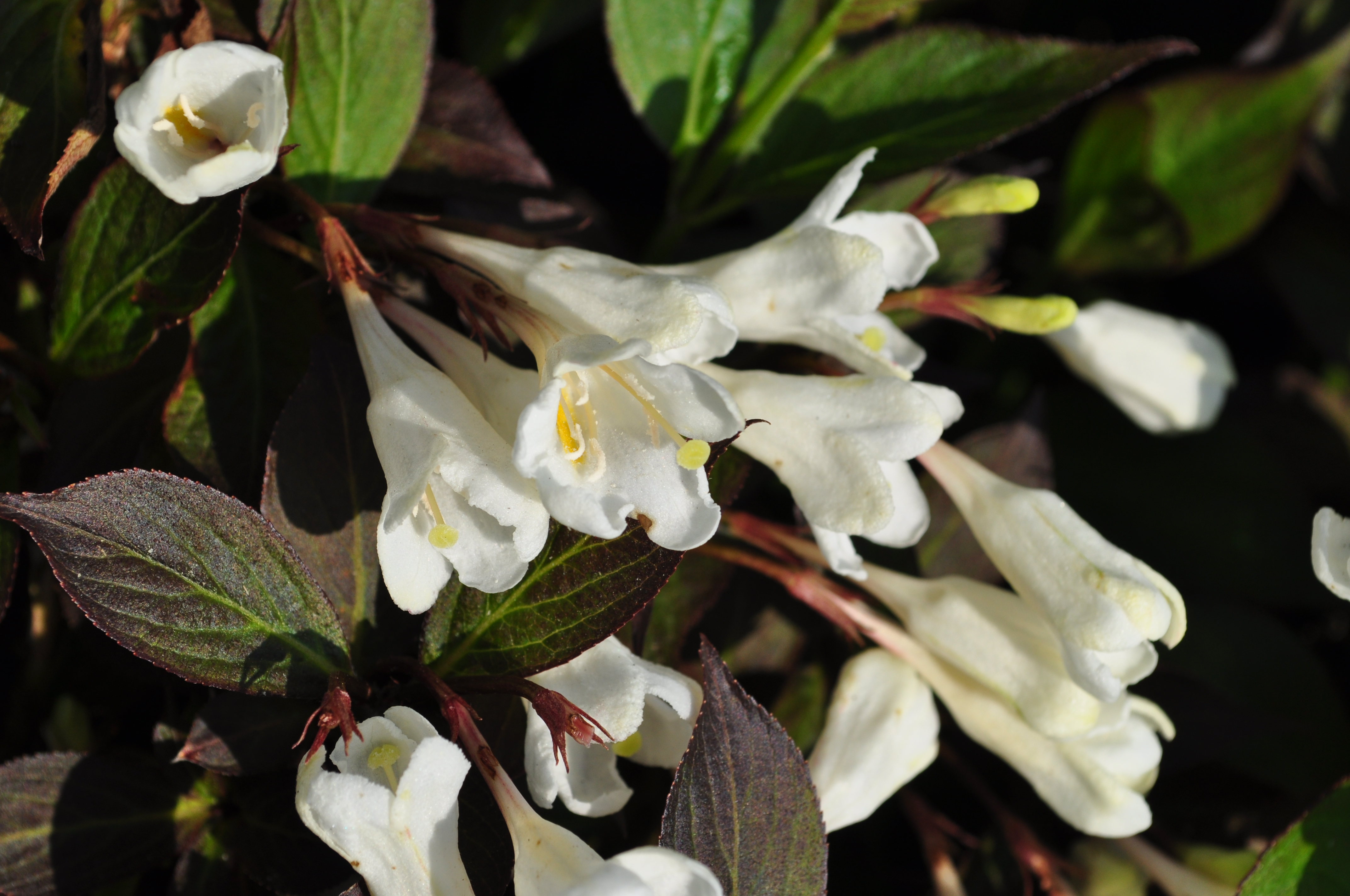 WEIGELA florida ´Ebony & Ivory´ (´Velda´)Ⓢ