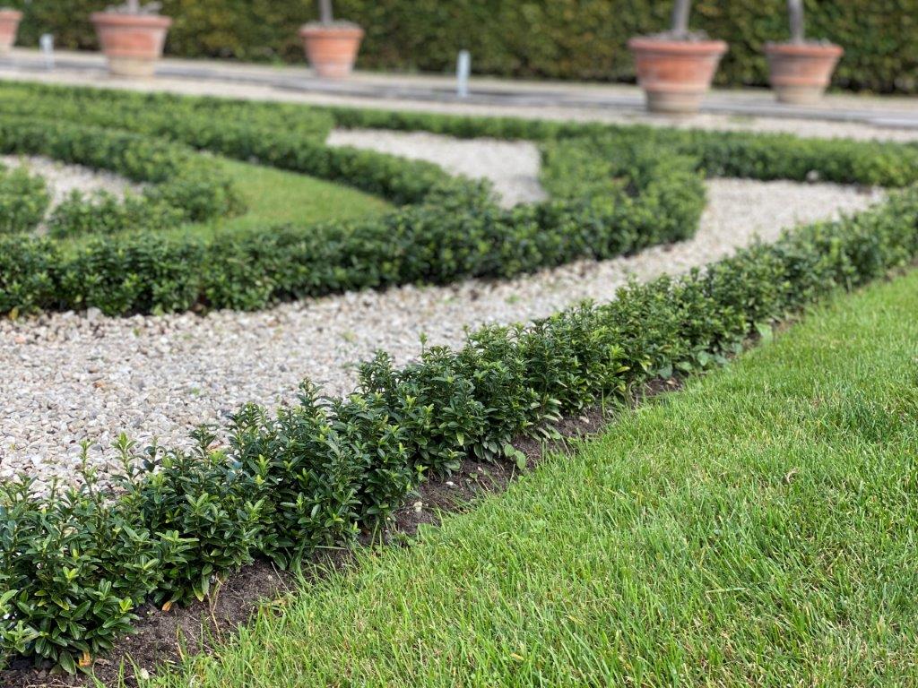 Euonymus-jap-Green-Empire-2