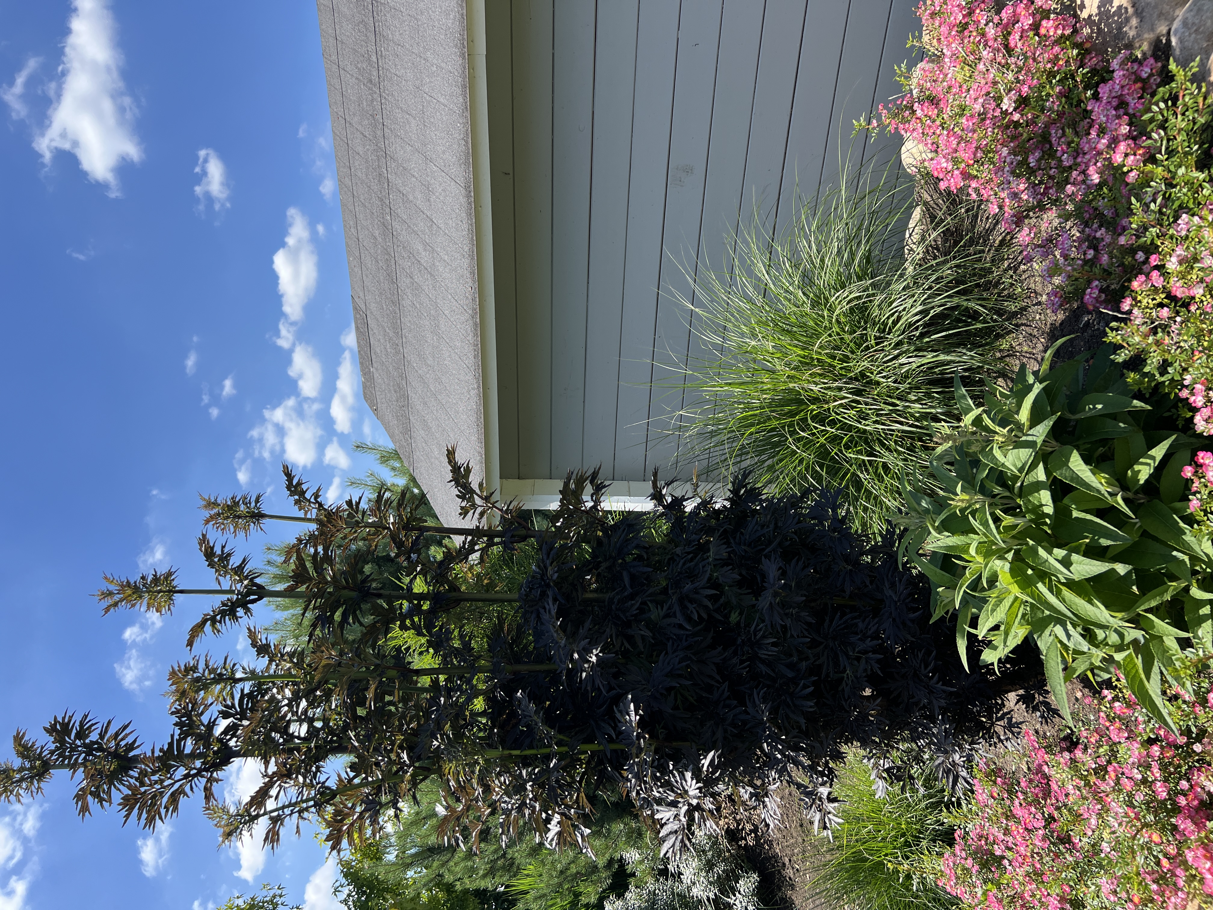 SAMBUCUS nigra ´Laced up´ (´SNR1292´)Ⓢ