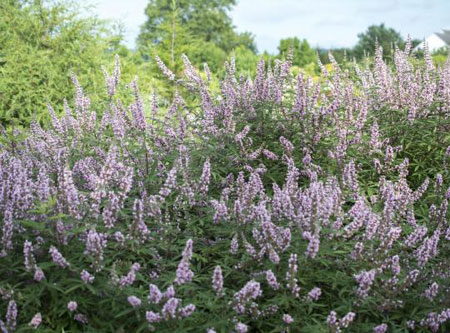 Vitex_Pink_Pinnacle1