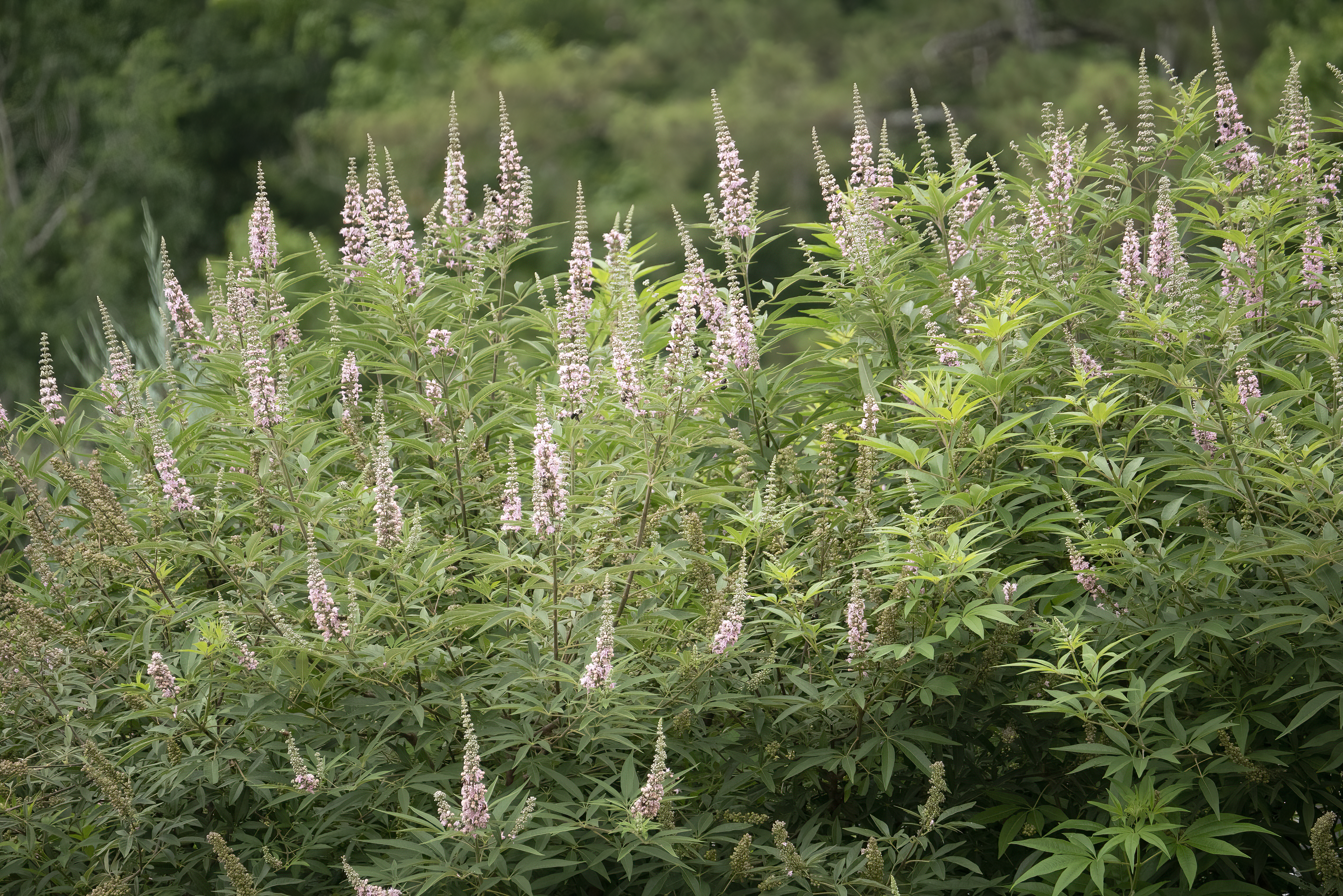 VITEX agnus-castus ´Galactic Pink´® (´BAILTEXTWO´)Ⓢ FE®