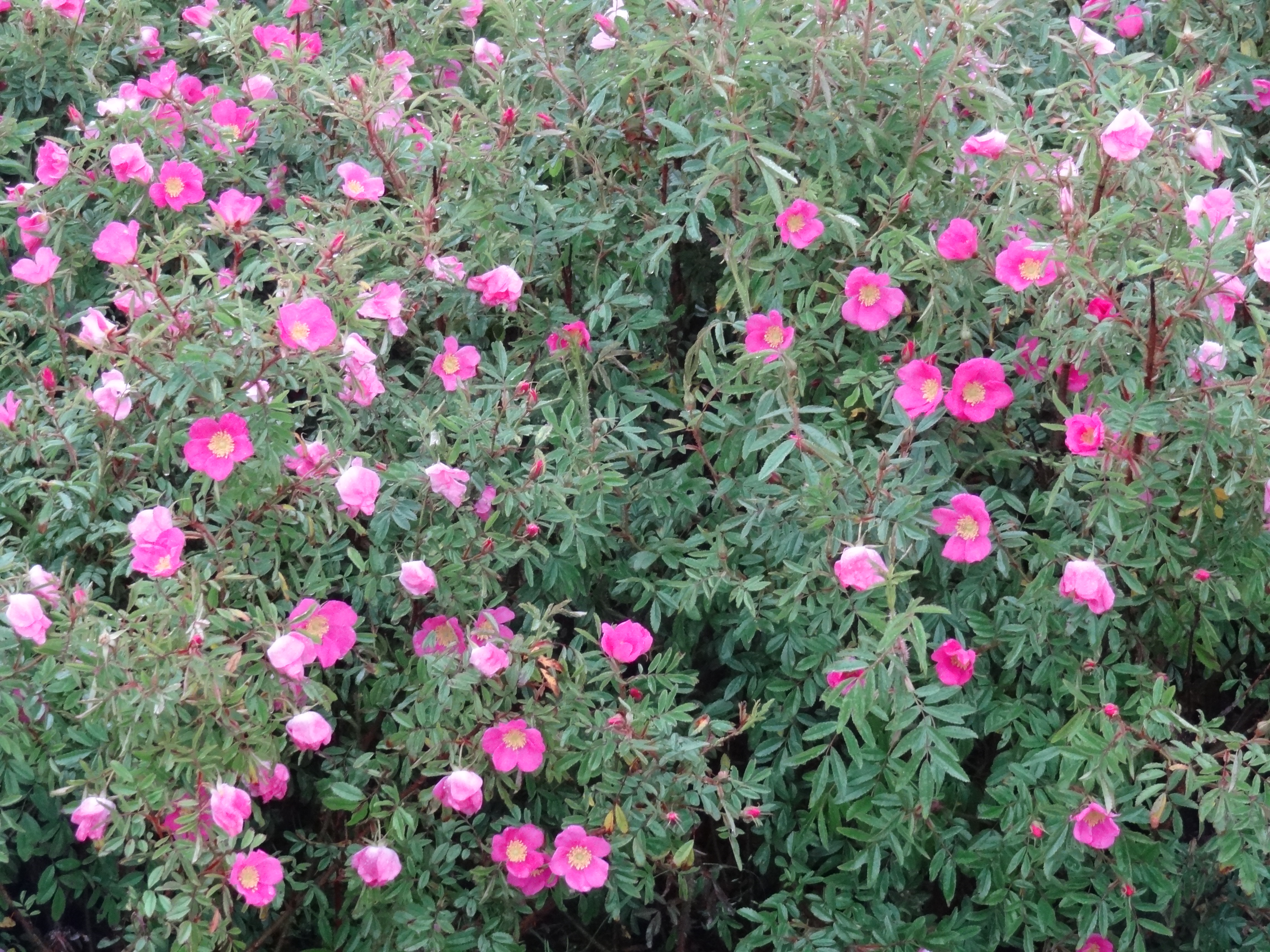 ROSA nitida