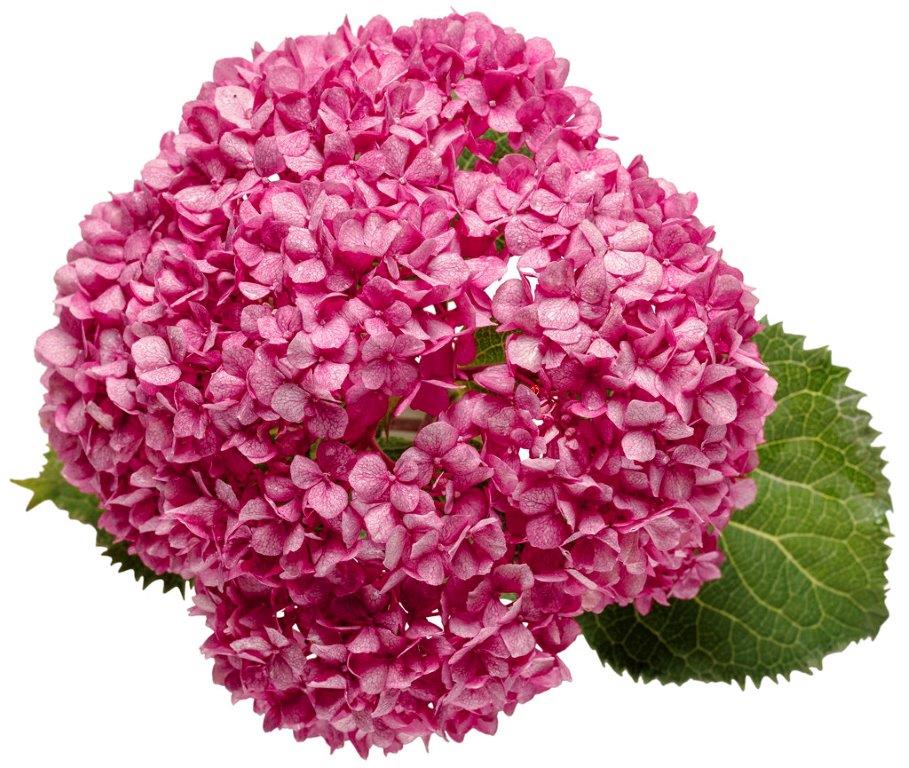 Hydrangea-arb-Bella-Ragazza-Mauvette-2