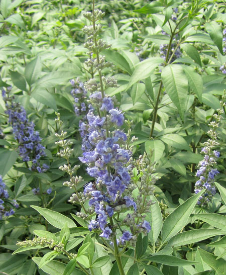 vitex-agnus-castus-blue_diddley2