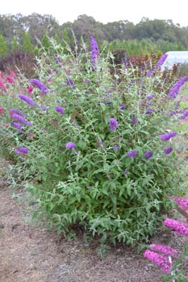 Buddleia-First-Editions-Psychedelic-Sky-3