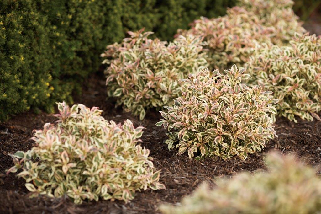 WEIGELA-florida-Monet-55e4fb00c3deb5