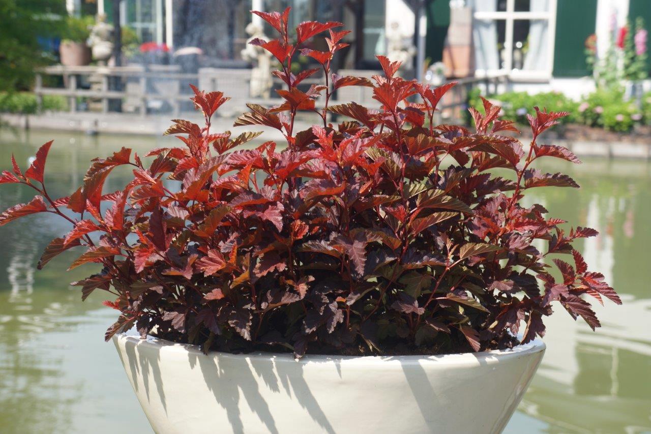 Physocarpus-opulifolius-Little-Angel-8