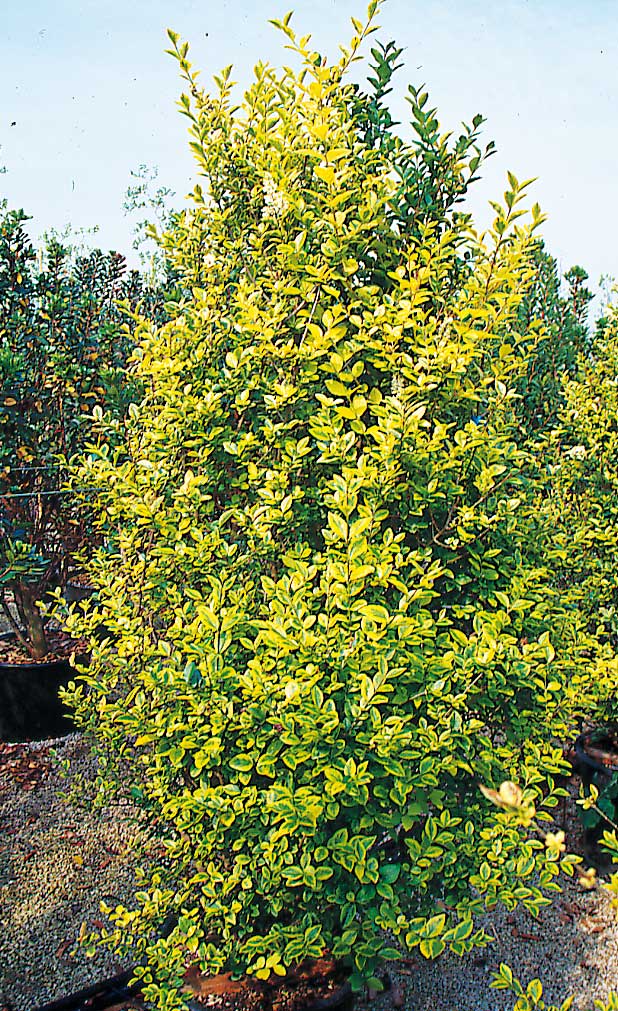 ligustrum_ovalifolium_aureum_2