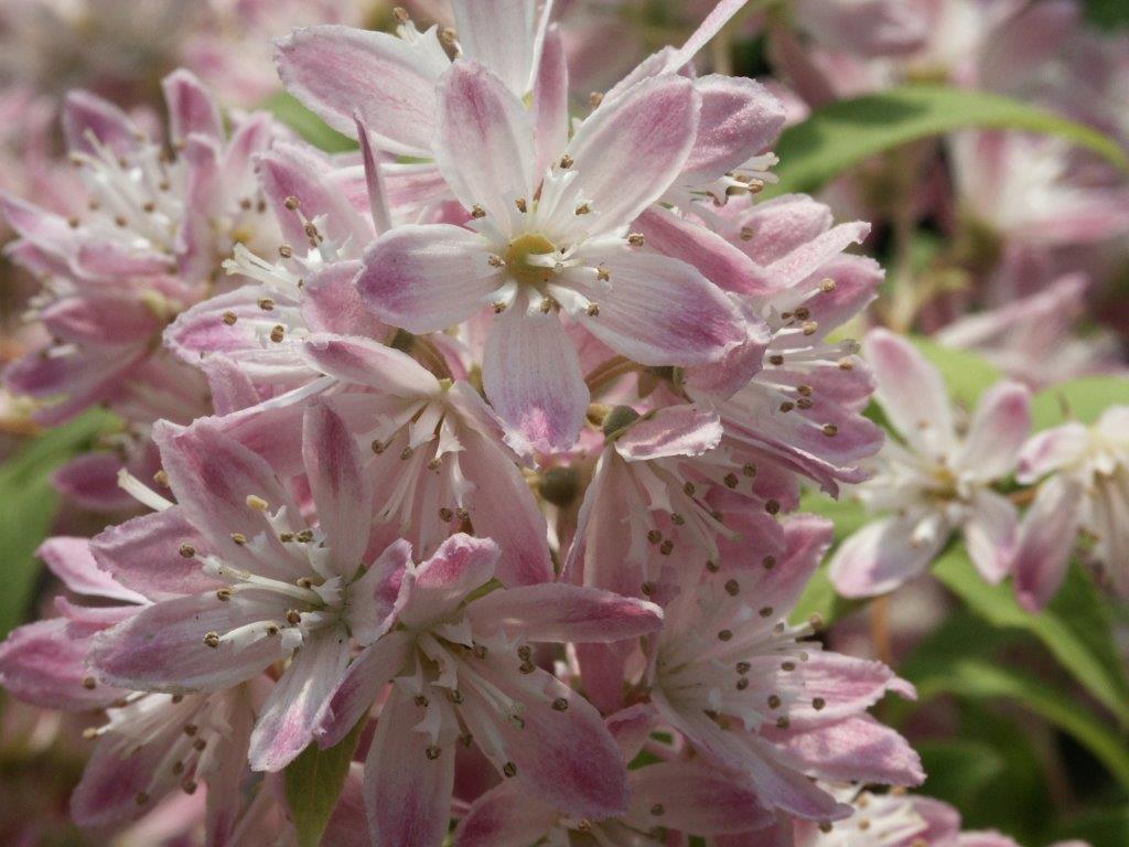 deutzia-tourbillion-rouge-bl-te-02-2