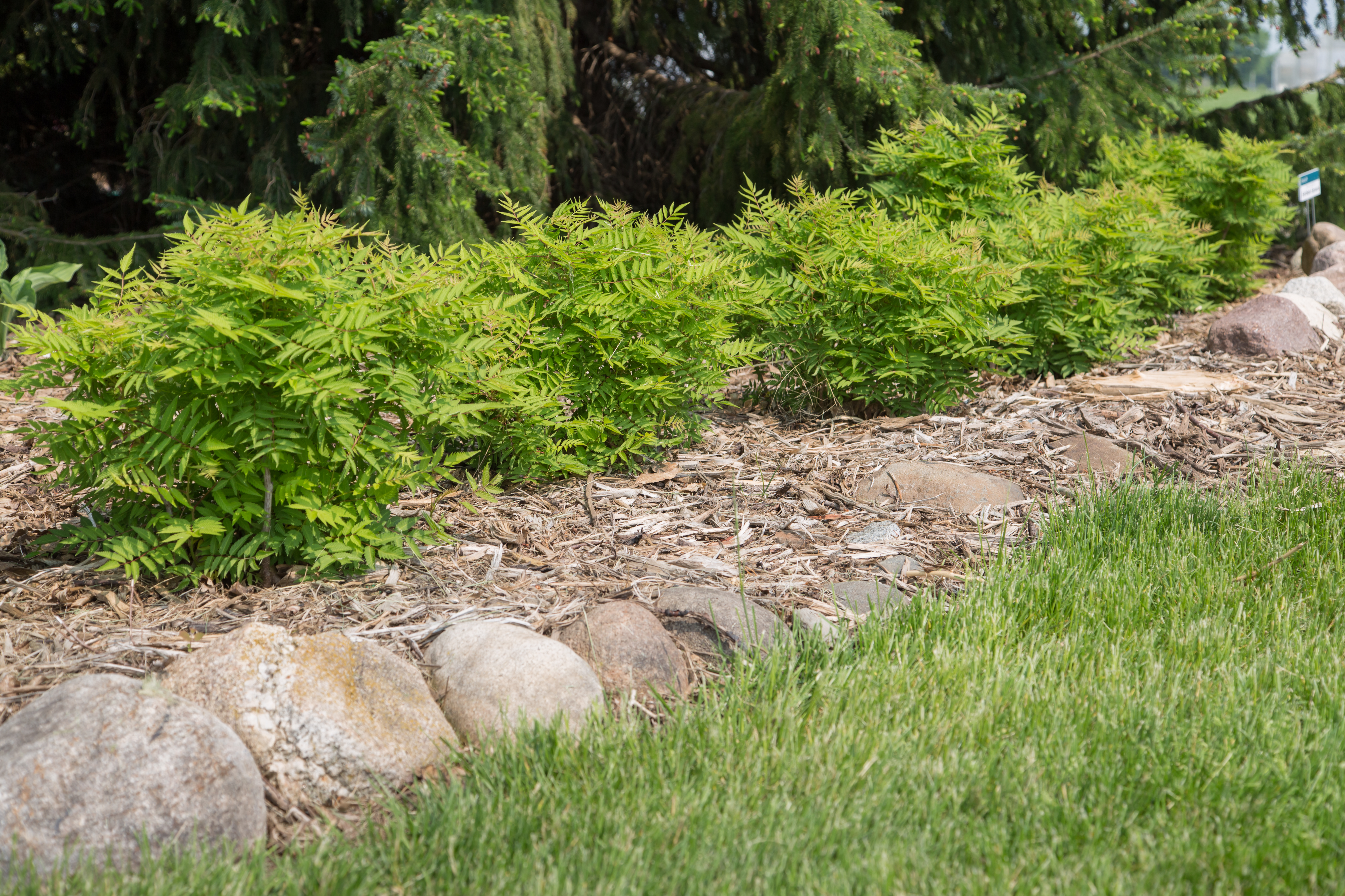 SORBARIA sorbifolia ´Matcha Ball´ (´Levgreen´)Ⓢ FE®