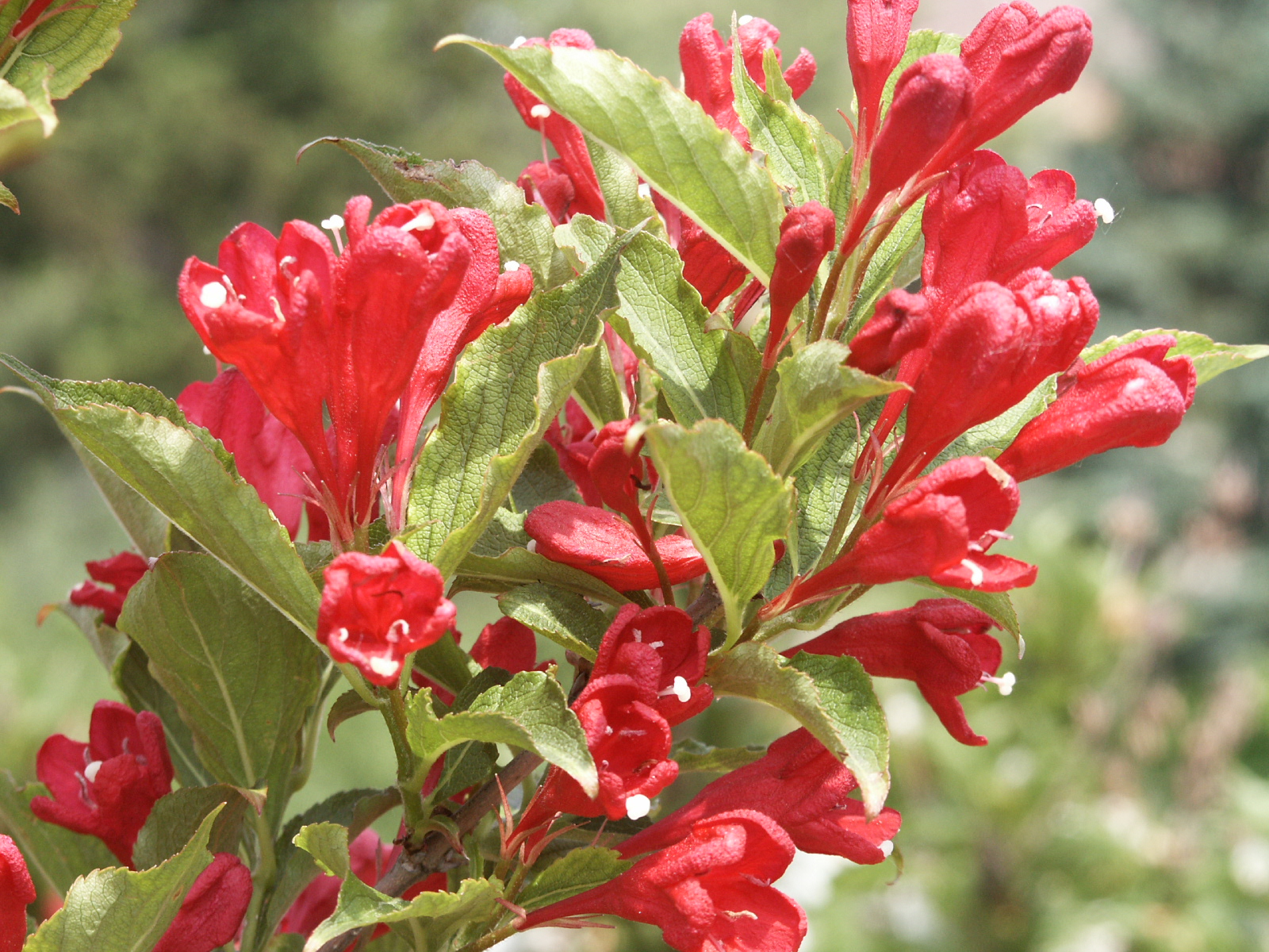 WEIGELA ´Red Prince´