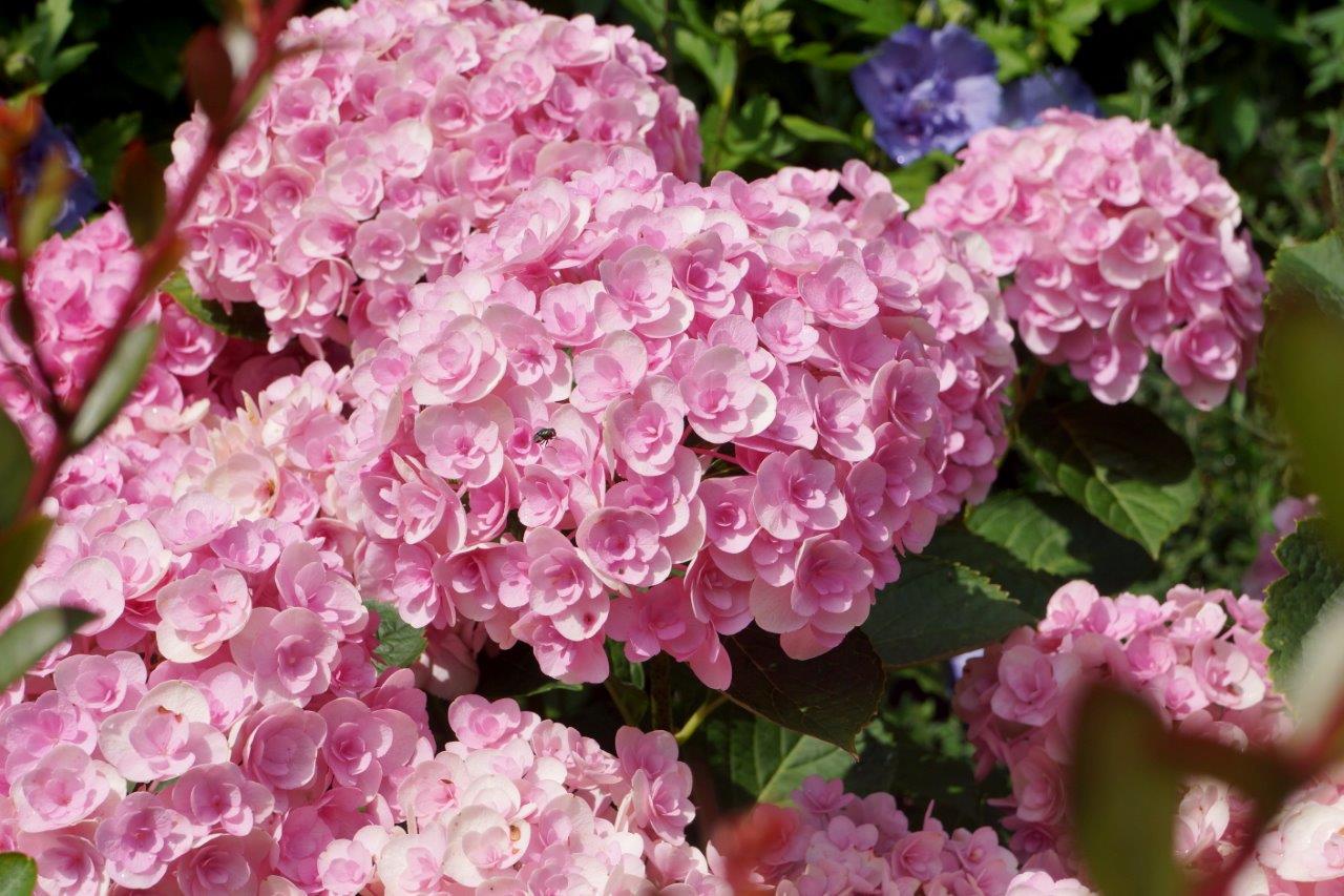 Hydrangea-Love-Garden01